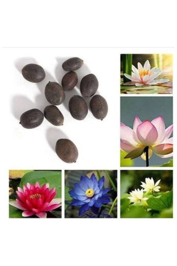 3 Adet 3 Renk Lotus Çiçeği (nilüfer) Tohumu ürün görseli 1
