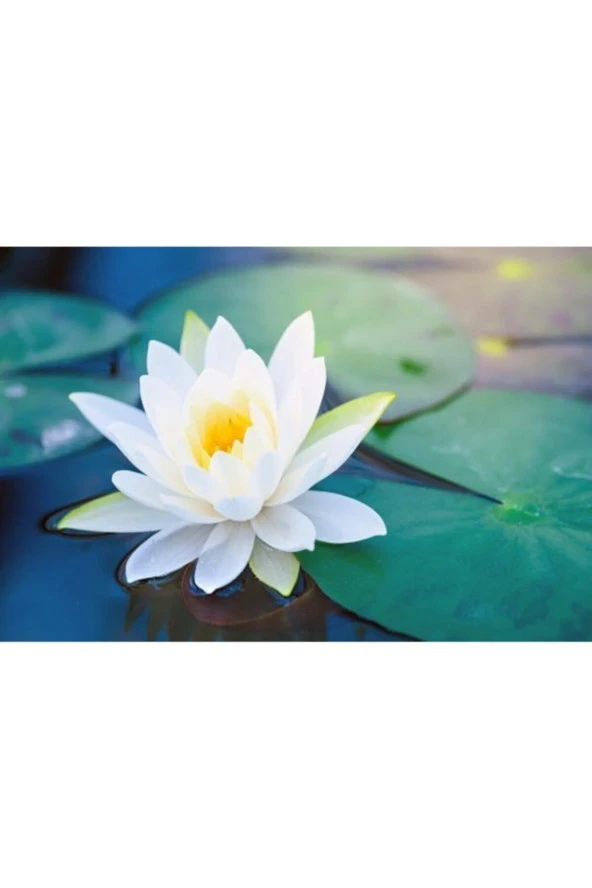 3 Adet Beyaz Renk Lotus Çiçeği (nilüfer) Tohumu ürün görseli 1