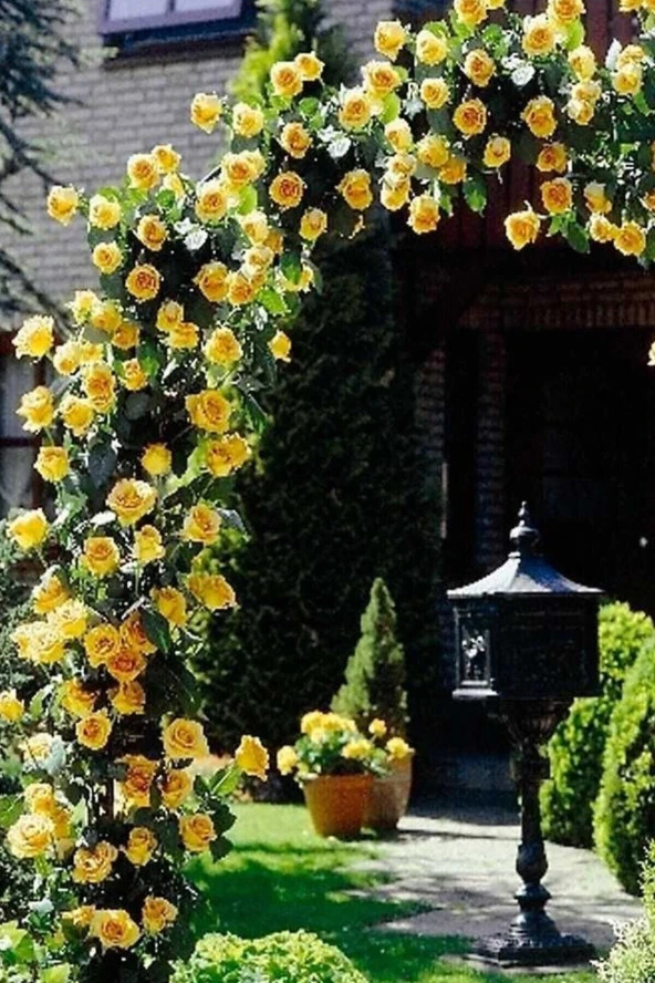 5 Adet Sarı Sarmaşık Gül Tohumu ürün görseli 1