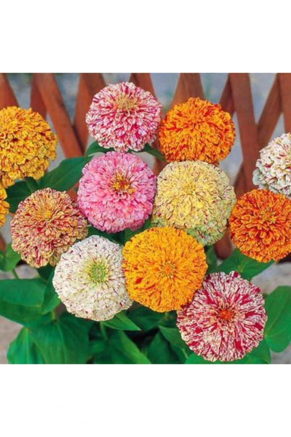 Karışık Renkli Lekeli Zinnia Çiçeği Tohumu ürün görseli 1