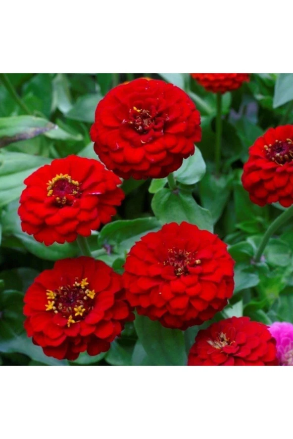 Kırmızı Renk Zinnia Çiçeği Tohumu ürün görseli 1