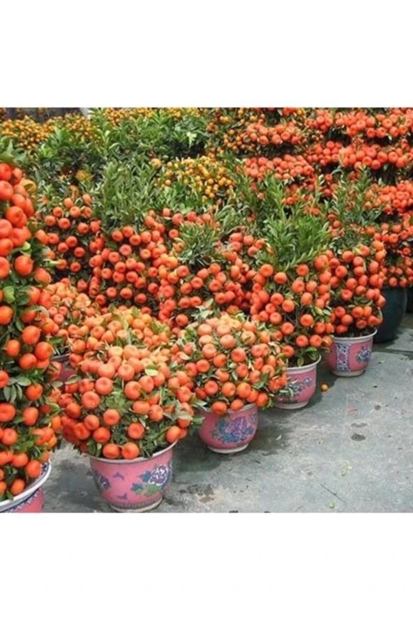Bodur Yediveren Mandalina Ağacı Tohumu ürün görseli 1