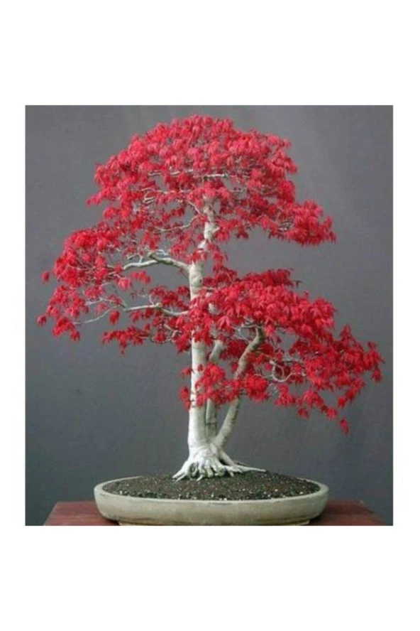 Acer Rubrum Bonsai Ekim Tohumu ürün görseli 1