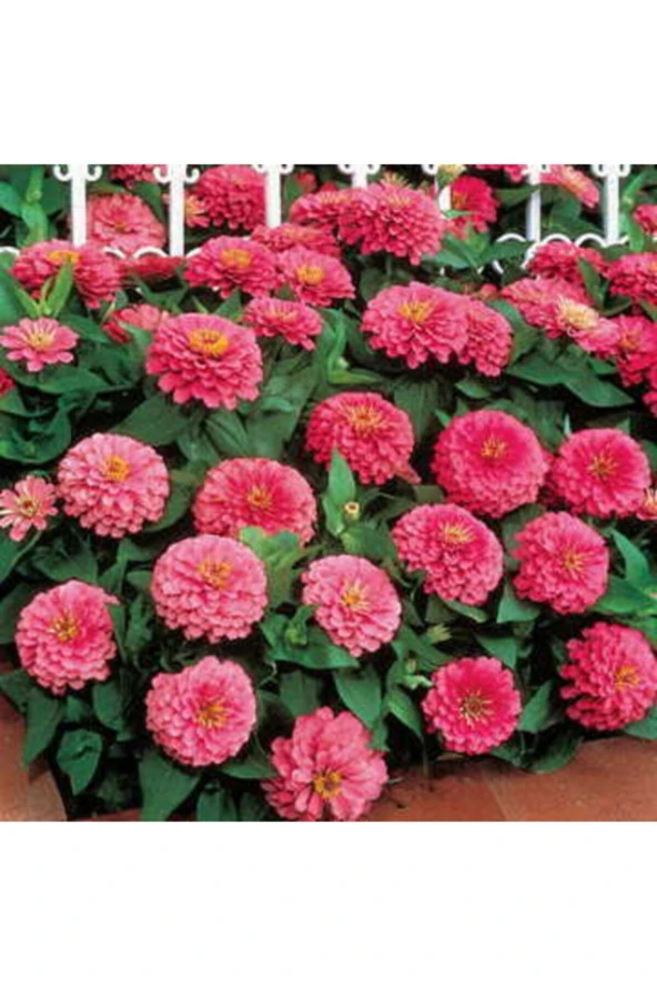 Pembe Renk Zinnia Çiçeği Tohumu ürün görseli 1