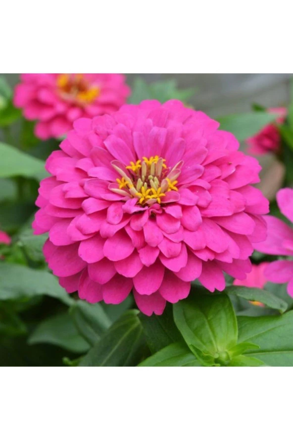 Pembe Renk Zinnia Çiçeği Tohumu - Resim 2