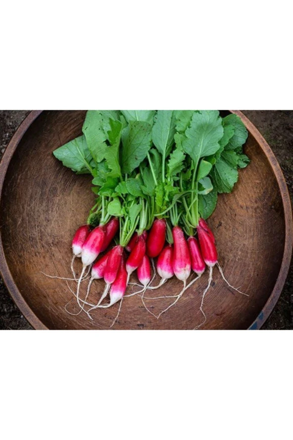 20 Adet Cherry Turp Tohumu ürün görseli 1