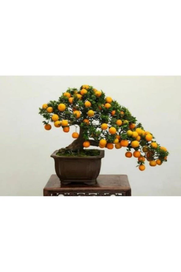 Portakal Ağacı Bonsai Tohumu ürün görseli 1