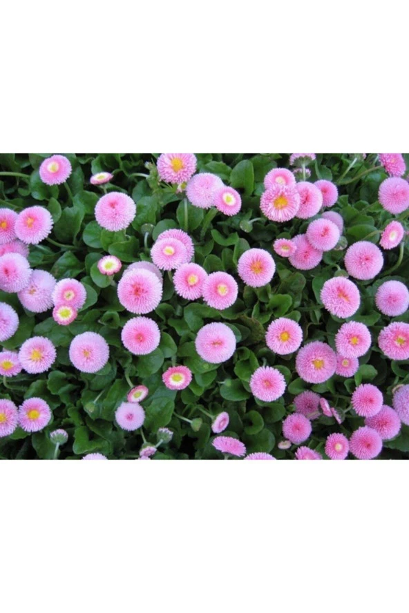 Pembe Renkli Şeker Tabağı Çiçeği Tohumu (50 Tohum) ürün görseli 1