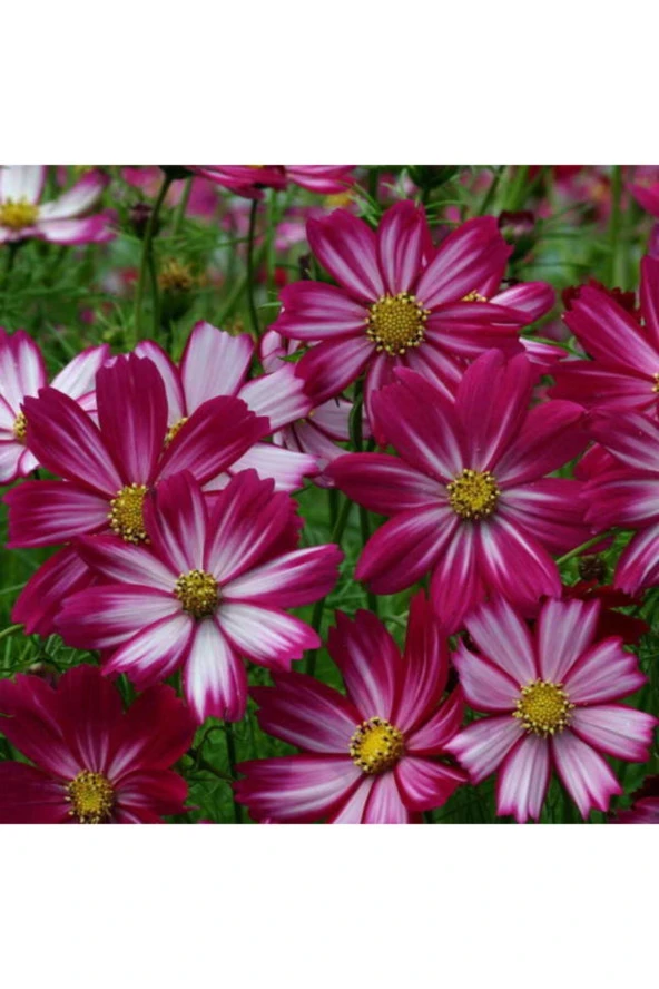 Peppermint Candy Cosmos Çiçeği Tohumu (30 Tohum) ürün görseli 1