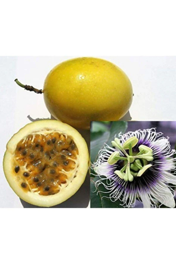Sarı Passiflora Meyvesi (çarkıfelek) Tohumu (5 Tohum) ürün görseli 1