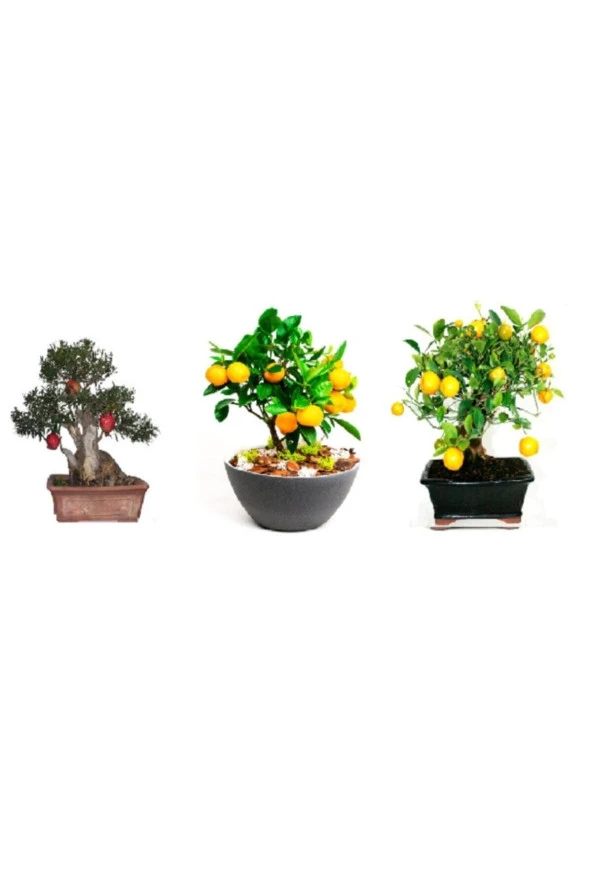 Tohumculuk 3'lü Bonsai Ağacı Ekim Kayısı Portakal Nar Bonzai Ağacı Tohumu Kombin ürün görseli 1