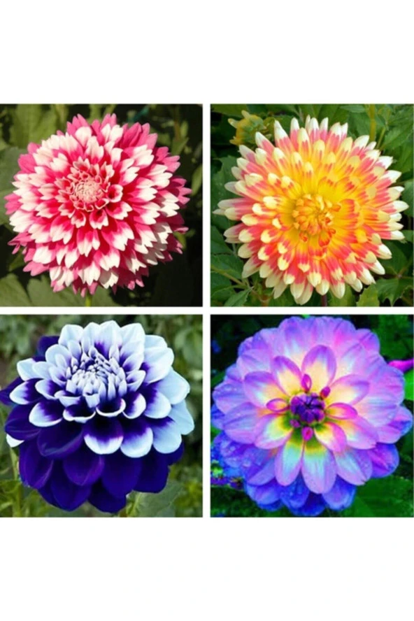 50 Adet Karışık Renk Dahlia (yıldız Çiçeği) Tohumu + 10 Adet Hediye Karışık Renk Gül Tohculuk ürün görseli 1
