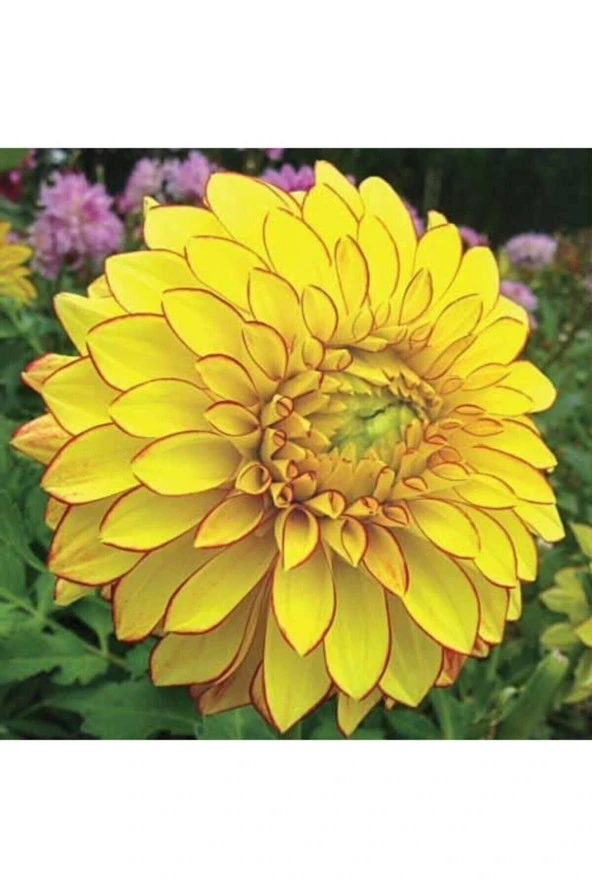 10 Adet Sarı Renk Dahlia (yıldız Çiçeği) Tohumu + 10 Adet Hediye Karışık Renk Gül Çiçek Tohumu ürün görseli 1