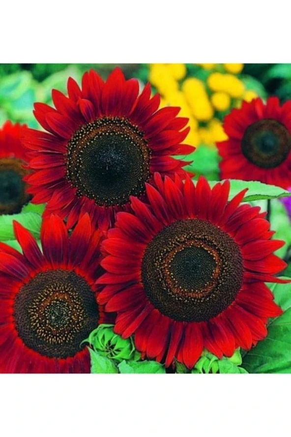 Tohumculuk Alev Kırmızı Ayçiçeği (red Sunflower) Tohumu 5 Adet ürün görseli 1