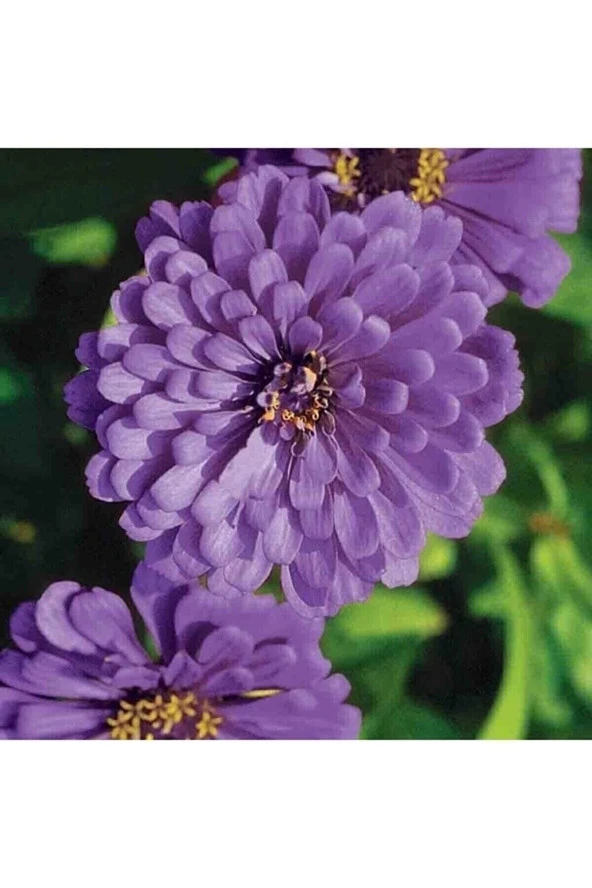 Tohumculuk Dahlia Çiçekli Dream Rosy Lavender Zinya Çiçeği Tohumu ürün görseli 1