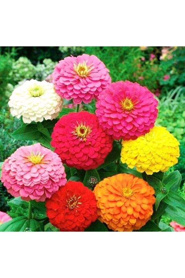 Tohumculuk 30 Adet Karışık Renkli Zinnia Çiçeği Tohumu ürün görseli 1