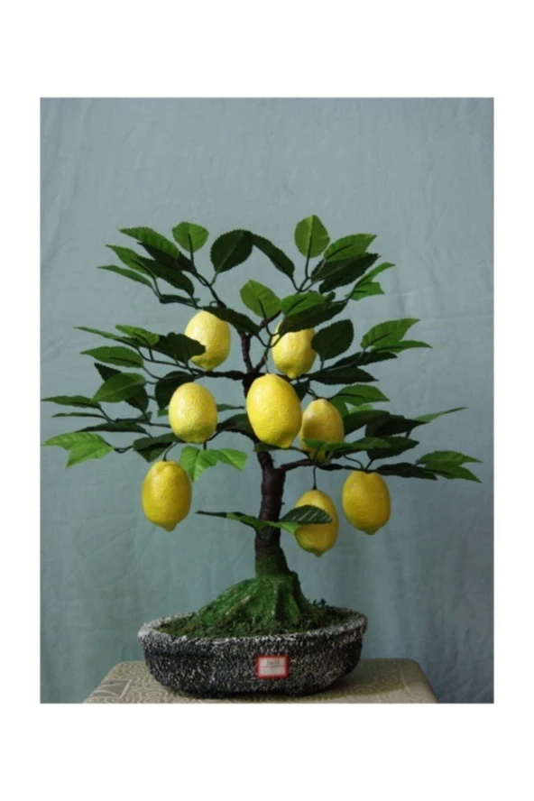 Tohumculuk Bodur Hin Limonu Bonzai Ağacı Tohumu 5 Adet Bonsai Ağacı Tohumu ürün görseli 1