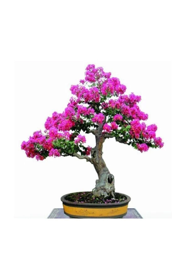 Tohumculuk Bodur Mersin Bonzai Ağacı Tohumu 5 Adet Bonsai Ağacı Tohumu ürün görseli 1
