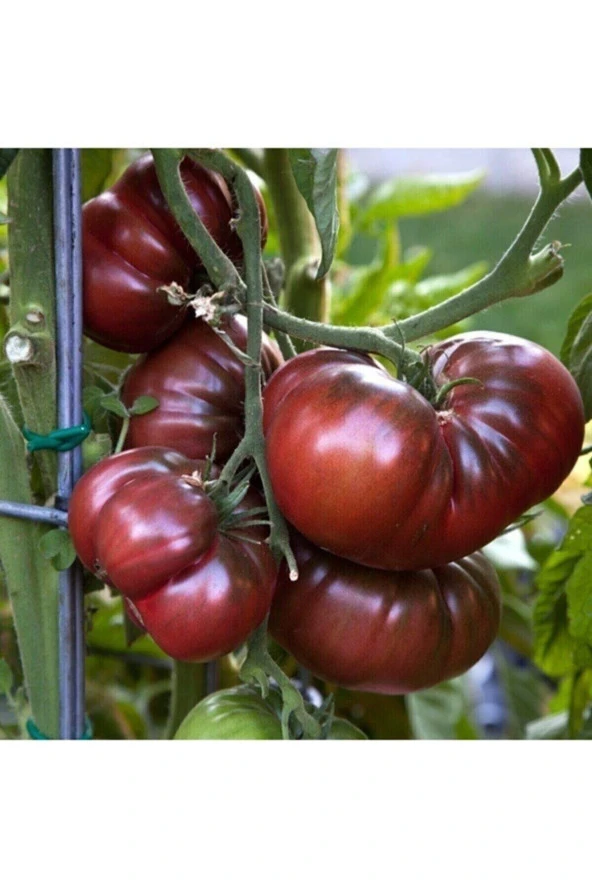 Tohumculuk 10 Adet Siyah Kırım Domatesi Tohumu ürün görseli 1