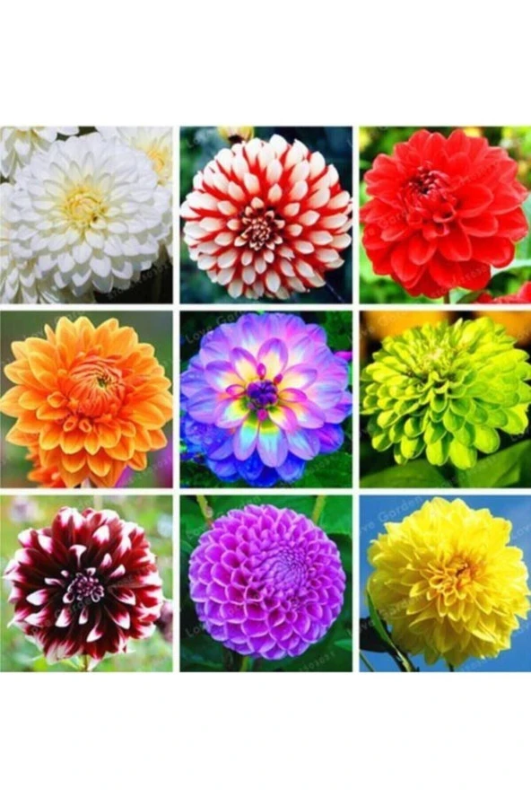 Tohumculuk 10 Adet Karışık Dahlia Çiçeği Tohumu ürün görseli 1