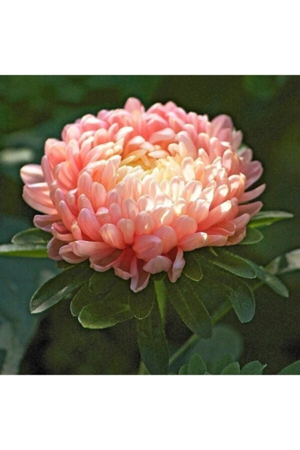 Tohumculuk Çin Aster Tohumu ürün görseli 1