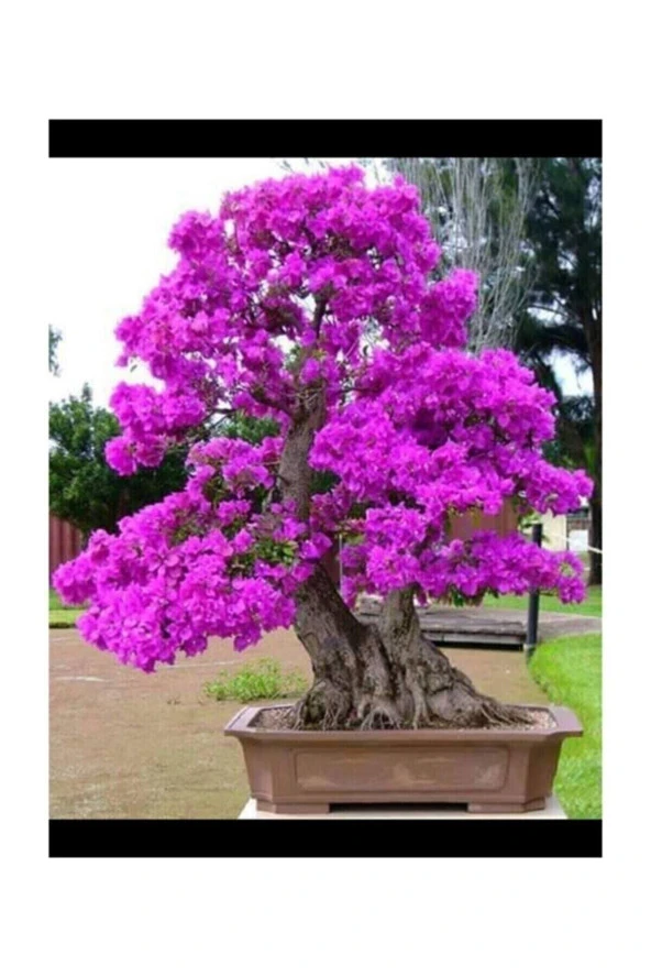 Tohumculuk Bodur Mersin Bonzai Ağacı Ekim Seti 5 Adet Tohum Saksı Toprak Kombin ürün görseli 1