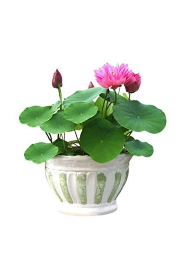 Tohumculuk Eko Paket 5 Adet Tohum Nadir Ithal Kutsal Lotus Tohumu Nilüfer Çiçeği ürün görseli 1