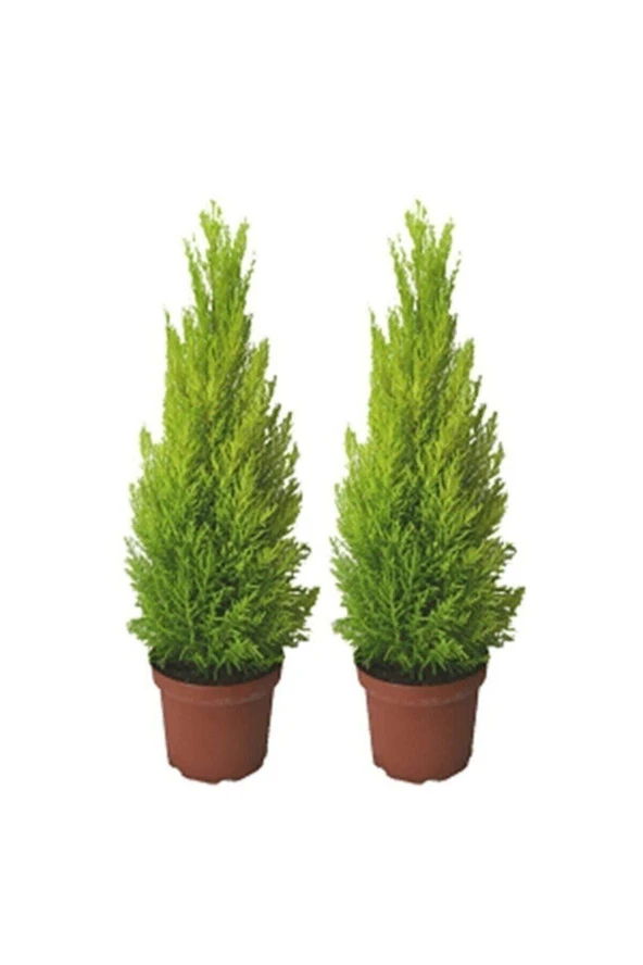 Tohumculuk Ithal Bodur Limon Selvi Bonzai Ağacı Tohumu 5 Tohum Bonsai Tohumu ürün görseli 1