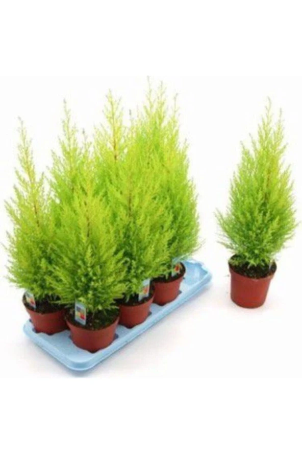 Tohumculuk Ithal Bodur Limon Selvi Bonzai Ağacı Tohumu 5 Tohum Bonsai Tohumu ürün görseli 1