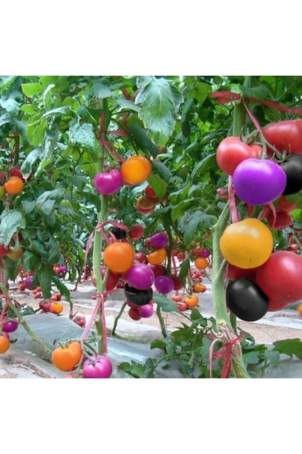 Tohumculuk Gökkuşağı Cherry Domates Tohumu Regarenk Domates Tohumu 10 Tohum + Saksı Toprak ürün görseli 1