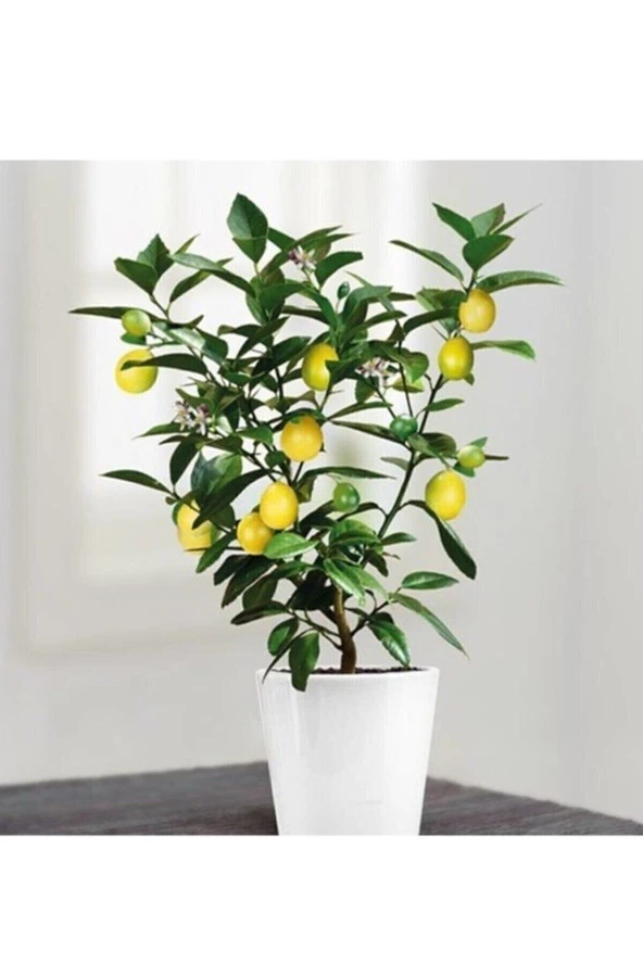 Tohumculuk Nadir Ithal Limon Bonzai Ağacı Tohumu 10 Tohum Bonsai Tohumu ürün görseli 1
