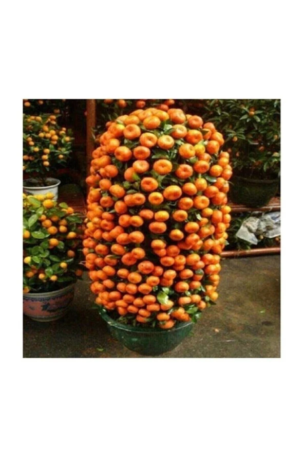 Tohumculuk Bodur Mandalina Ağacı Tohumu 5 Adet Tohum ürün görseli 1
