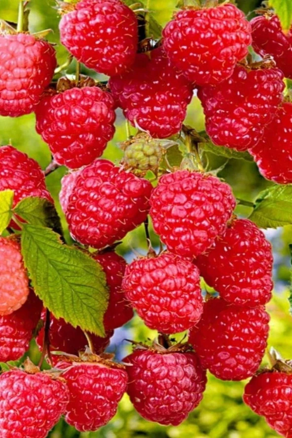 Tohumculuk Frambuaz, Kırmızı Ahududu Tohumu / 5 Adet Tohum ürün görseli 1