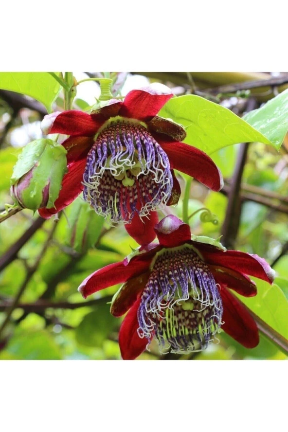 Tohumculuk Karışık Renkli Passiflora Çiçeği Tohumu (5 Tohum) ürün görseli 1