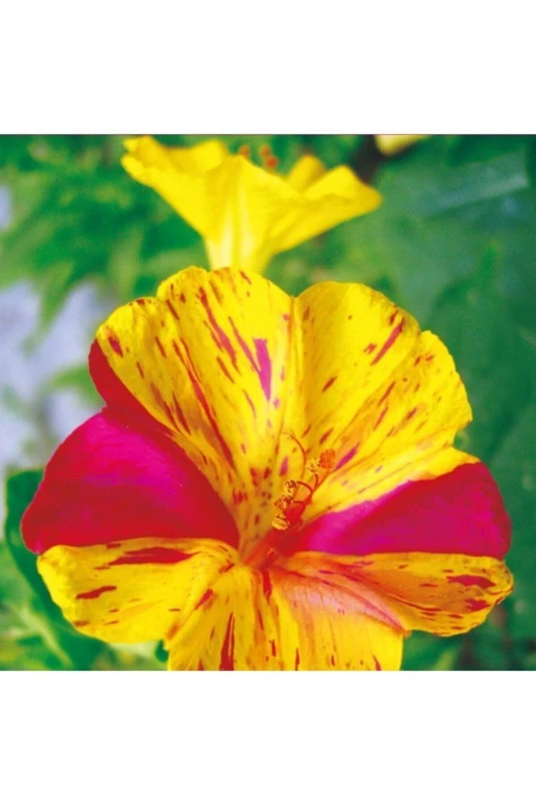 Akşam Sefası Tohumu Yerli Mirabilis Jalapa 25 Adet ürün görseli 1