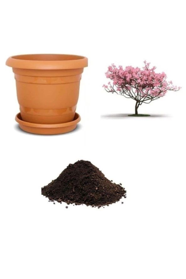 Pembe Manolya Ağacı Tohumu Ekim Seti ürün görseli 1
