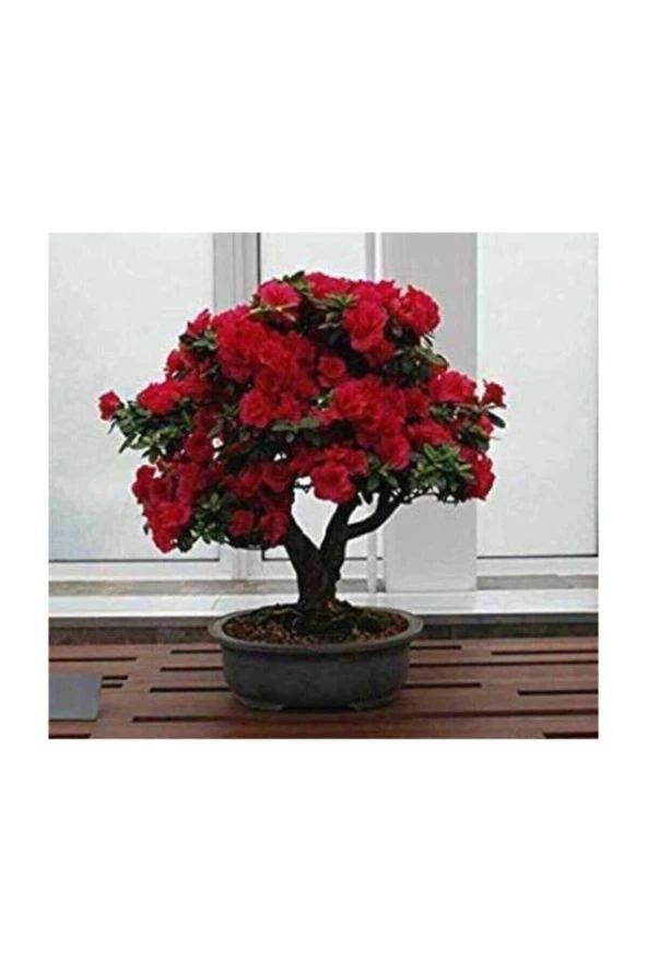 Eslem Thumculuk Bodur Kırmızı Gül Bonzai Ağacı Tohumu 5 Adet Tohum Bonsai Ağacı Tohumu ürün görseli 1