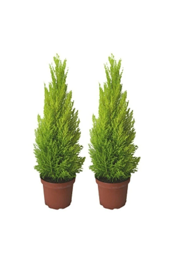 Ithal Bodur Limon Selvi Bonzai Ağacı Tohumu 5 Tohum Bonsai Tohumu ürün görseli 1