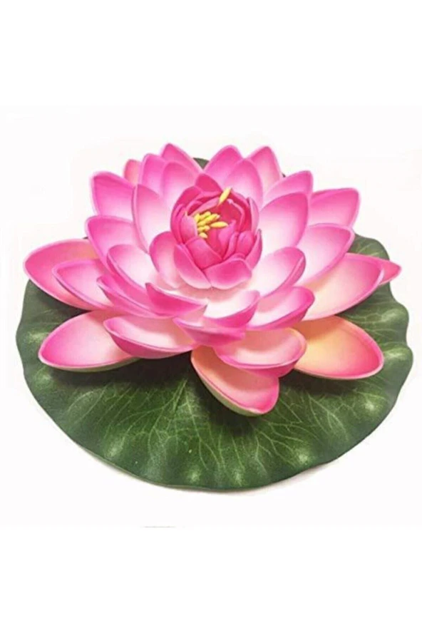 Süper Paket 20 Adet Tohum Lotus Tohumu Nilüfer Çiçeği Tohumu ürün görseli 1