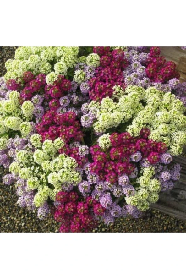 10 Adet Tohum Kraliyet Halısı Tohumu Alyssum Flower Tohumu ürün görseli 1