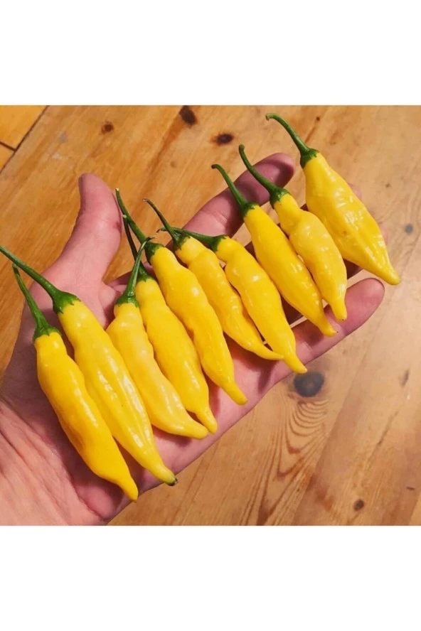 Limon Damlası Acı Biber Tohumu (10 Tohum) ürün görseli 1