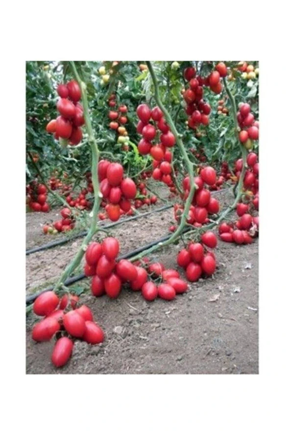 Zeytin Cherry Domates Tohumu Ortalama 25+ Tohum ürün görseli 1