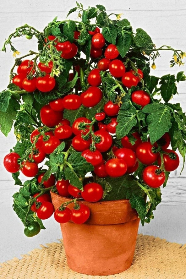 Cherry Saksılık Domates Tohumu 10 Adet Tohum ürün görseli 1
