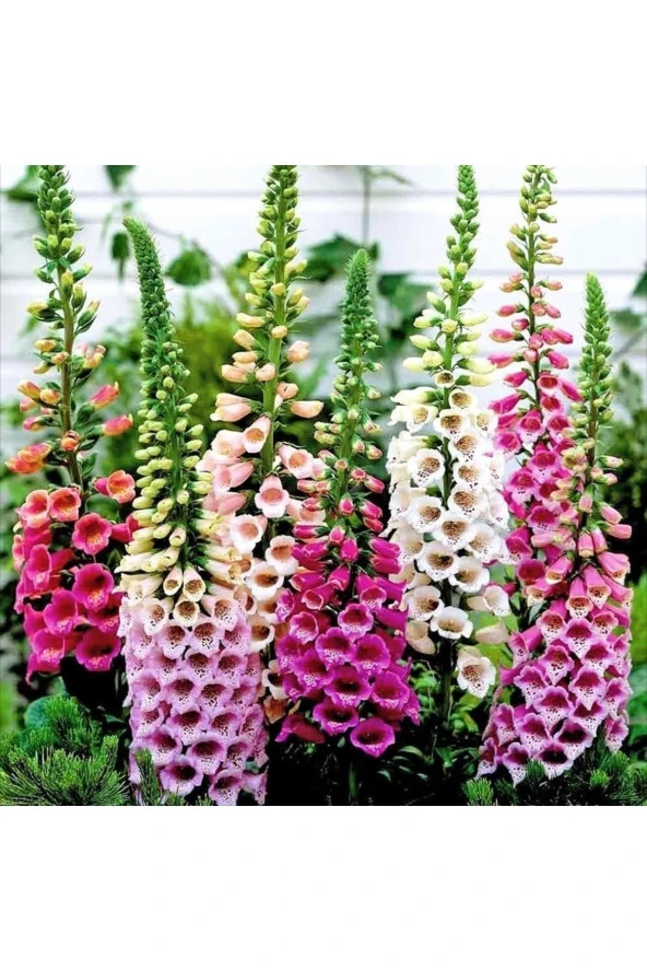 Karışık Renk Digitalis Çiçeği Tohumu (15-20 Tohum) ürün görseli 1
