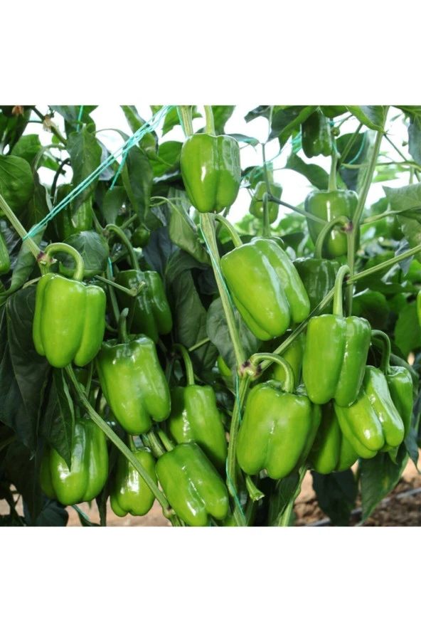Biber Kandil Dolma Tohumu -100 Adet ürün görseli 1