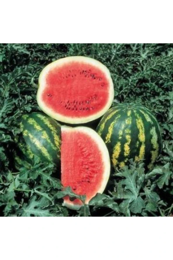 Karpuz Tohumu Crimson Sweet - 25 Adet ürün görseli 1