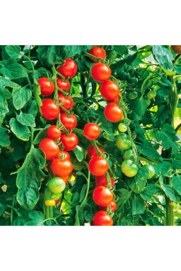 Cherry Domates Tohumu - 100 Adet ürün görseli 1