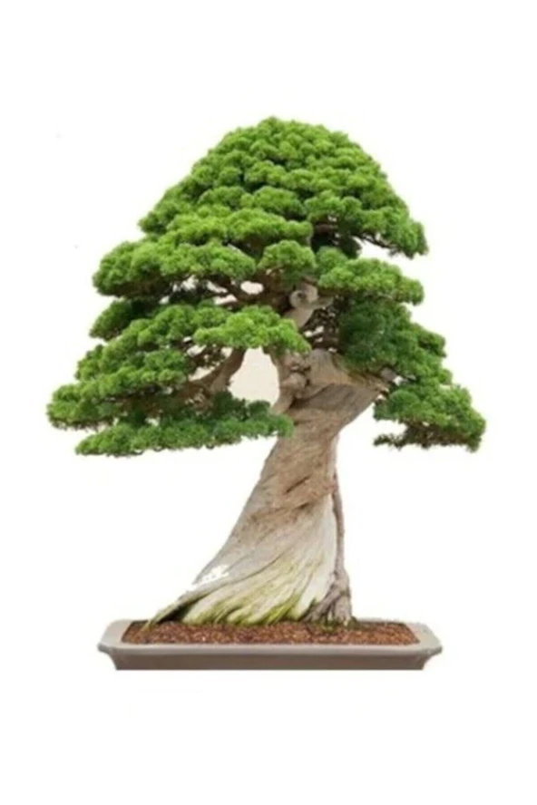 Okaliptüs Bonzai Ağacı Tohumu 5 Adet Bonsai Ağacı Tohumu ürün görseli 1
