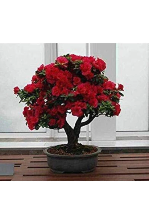 Bodur Kırmızı Gül Bonzai Ağacı Tohumu 5 Adet Tohum Bonsai Ağacı Tohumu ürün görseli 1