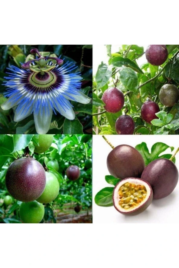 Mor Meyveli Passiflora Passion Fruit Çarkıfelek Tohumu-7 Adet ürün görseli 1